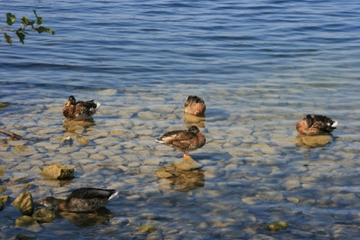 Werbellinsee, Wildenten