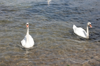 Werbellinsee, Schwanenpaar
